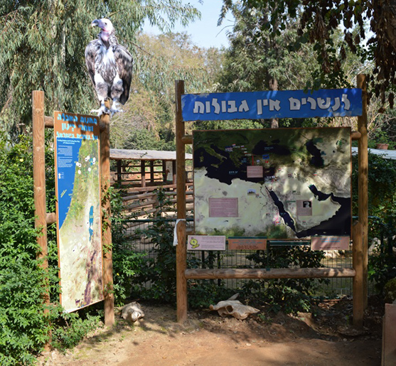 מפות לתצוגת הנשרים בספארי